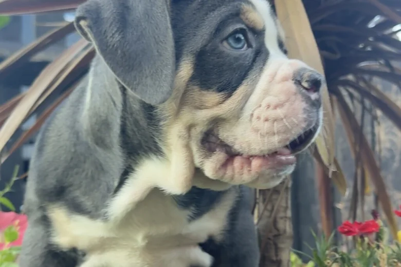 English Bulldog