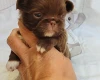 Chihuahua Long Coat