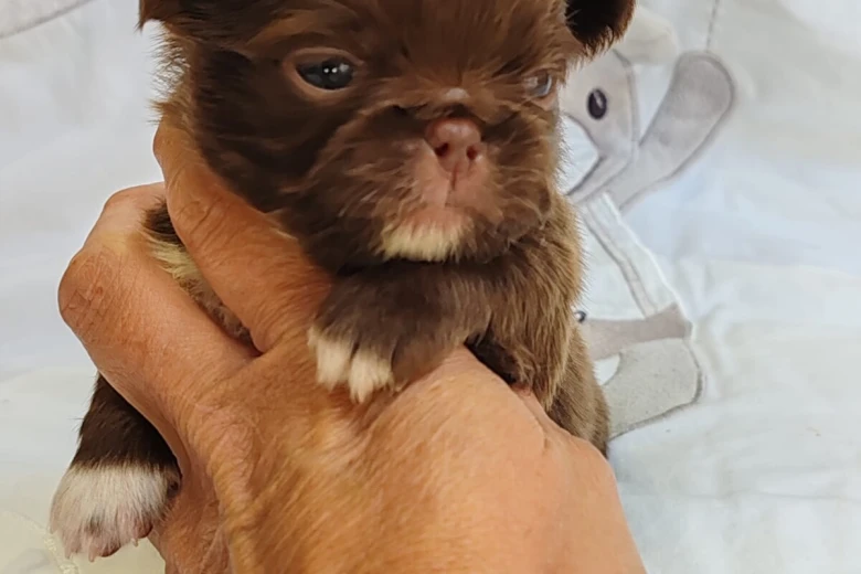 Chihuahua Long Coat