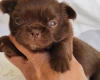 Chihuahua Long Coat
