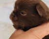 Chihuahua Long Coat