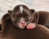 Chihuahua Long Coat