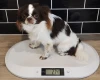 Chihuahua Long Coat
