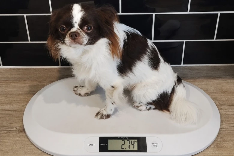 Chihuahua Long Coat