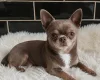 Chihuahua Smooth Coat