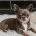 Chihuahua Smooth Coat