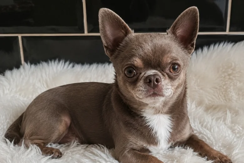 Chihuahua Smooth Coat