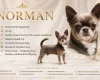 Chihuahua Smooth Coat