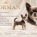 Chihuahua Smooth Coat
