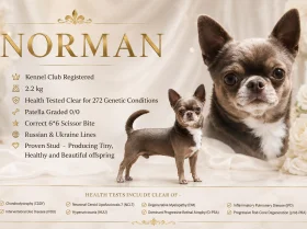 Chihuahua Smooth Coat