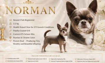 Chihuahua Smooth Coat