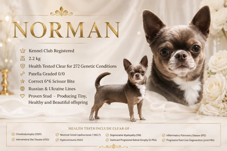 Chihuahua Smooth Coat