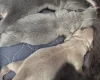 Chihuahua Smooth Coat