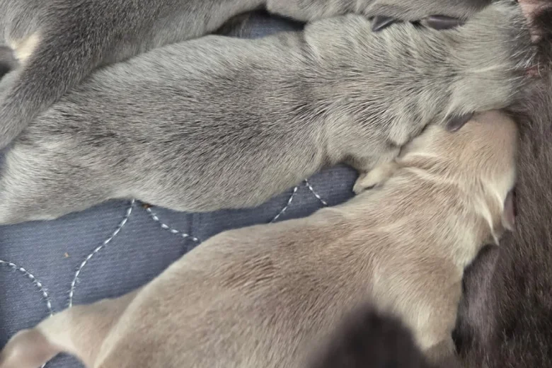 Chihuahua Smooth Coat