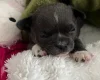 Chihuahua Smooth Coat