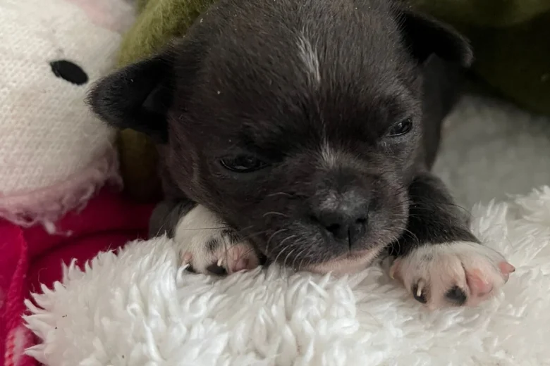 Chihuahua Smooth Coat