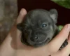 Chihuahua Smooth Coat