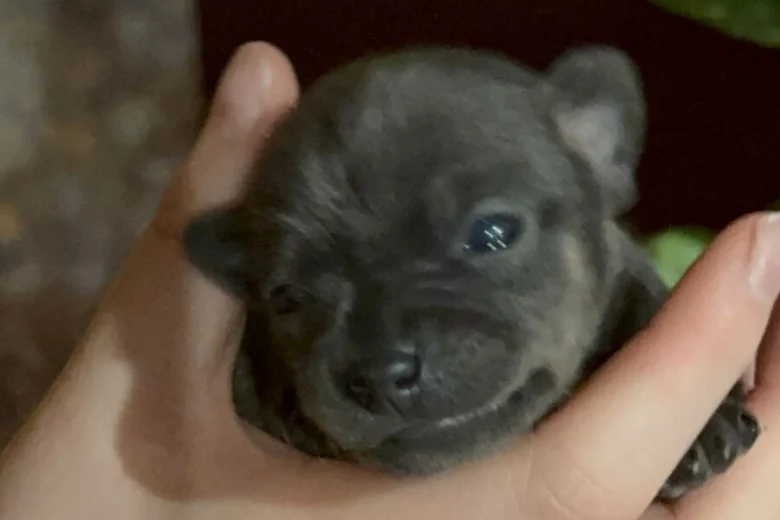 Chihuahua Smooth Coat
