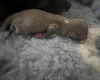 Chihuahua Smooth Coat