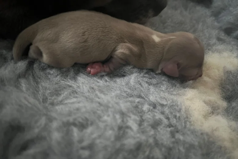 Chihuahua Smooth Coat