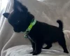 Chihuahua Smooth Coat