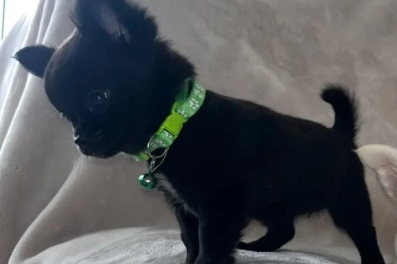 Chihuahua Smooth Coat