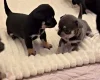 Chihuahua Smooth Coat