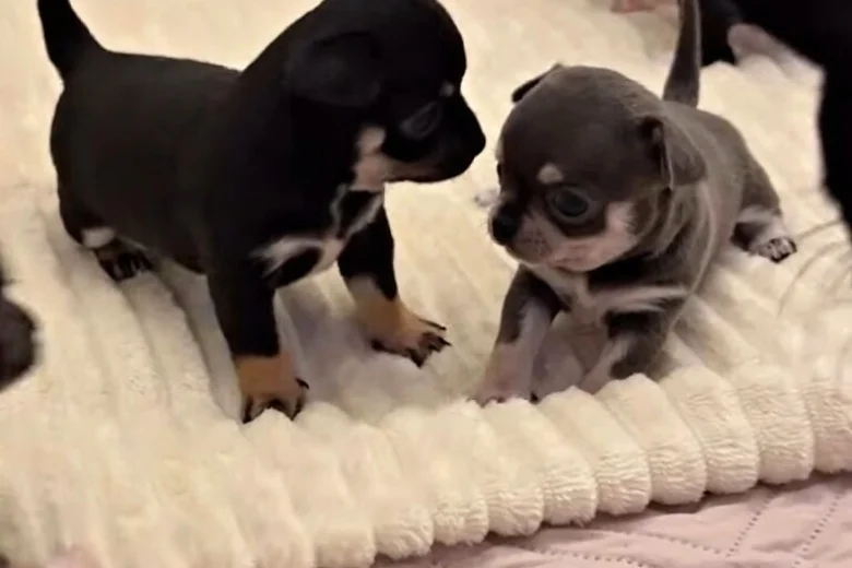 Chihuahua Smooth Coat