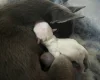 Chihuahua Smooth Coat