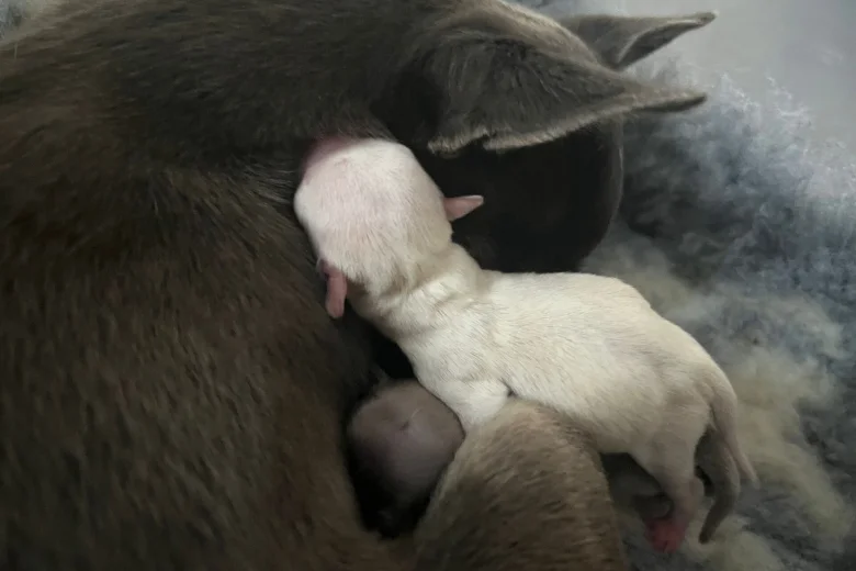 Chihuahua Smooth Coat