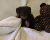 Chihuahua Long Coat
