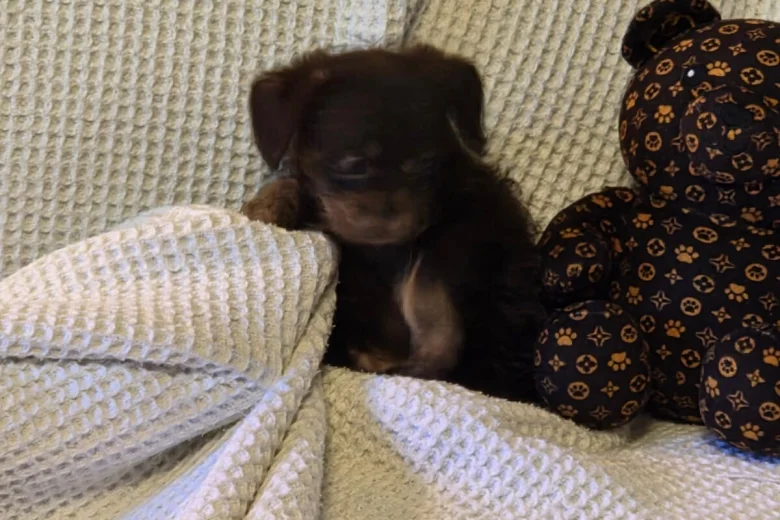 Chihuahua Long Coat