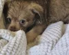 Chihuahua Long Coat