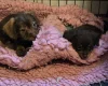 Chihuahua Long Coat