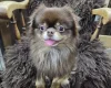 Chihuahua Long Coat