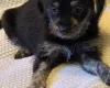 Chihuahua Long Coat