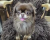 Chihuahua Long Coat