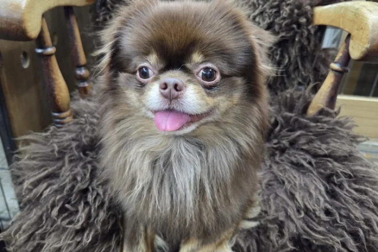 Chihuahua Long Coat
