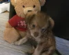 Chihuahua Long Coat
