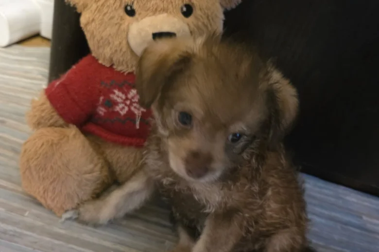 Chihuahua Long Coat