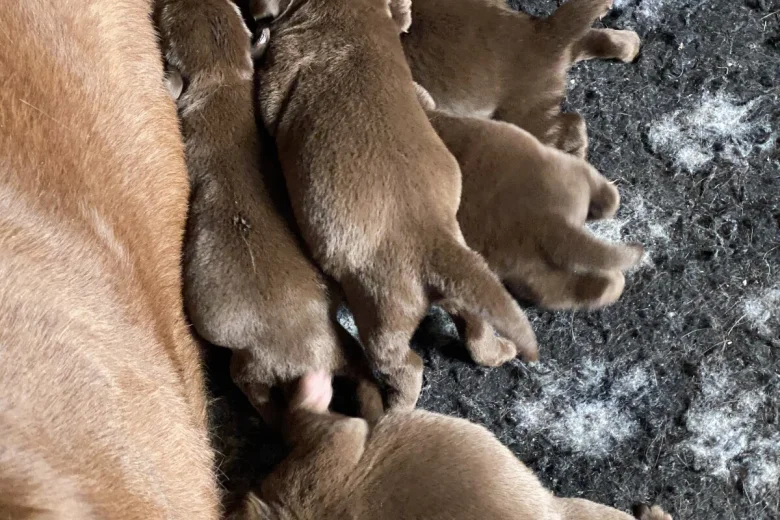 Labrador Retriever