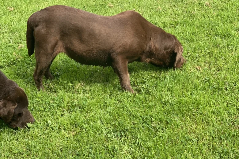 Labrador Retriever