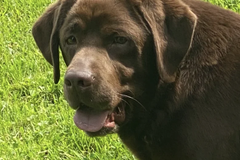 Labrador Retriever