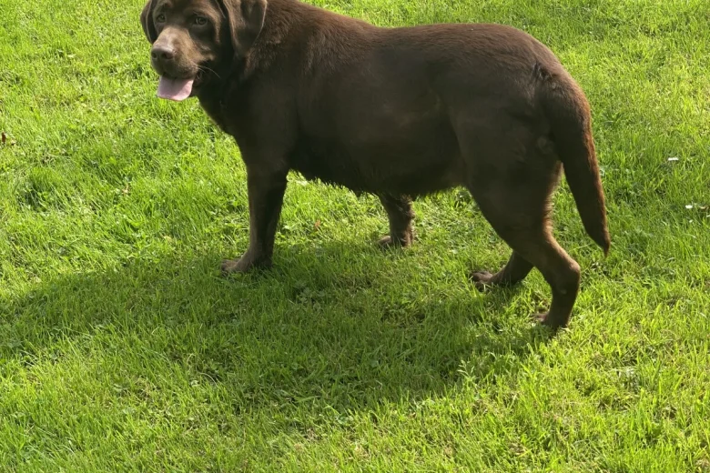 Labrador Retriever