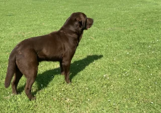 Stud