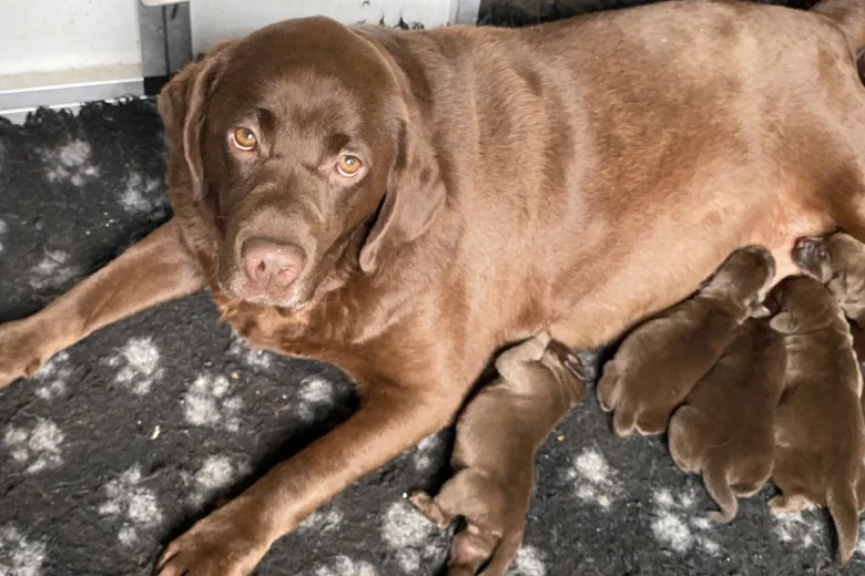 Labrador Retriever