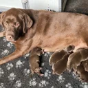 Labrador Retriever