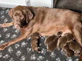 Labrador Retriever