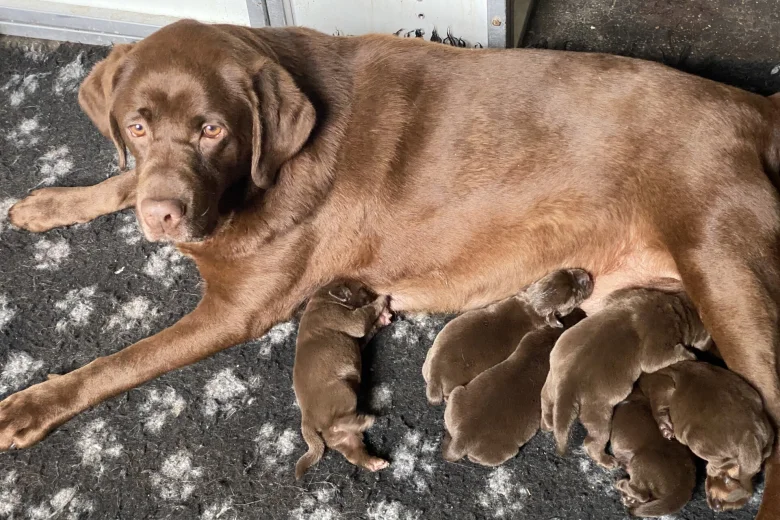 Labrador Retriever