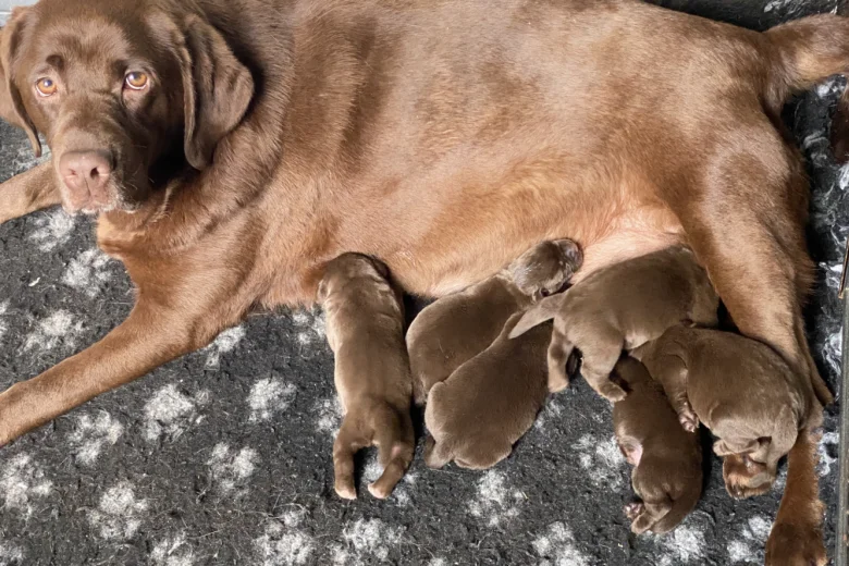 Labrador Retriever